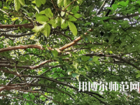 湖南師范大學(xué)2023年報(bào)名條件、招生要求、招生對(duì)象